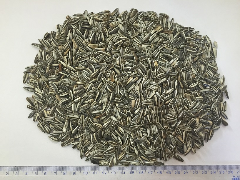 Striped sunflower seeds