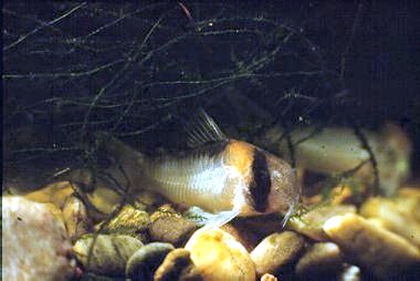 Corydoras Aldofoi