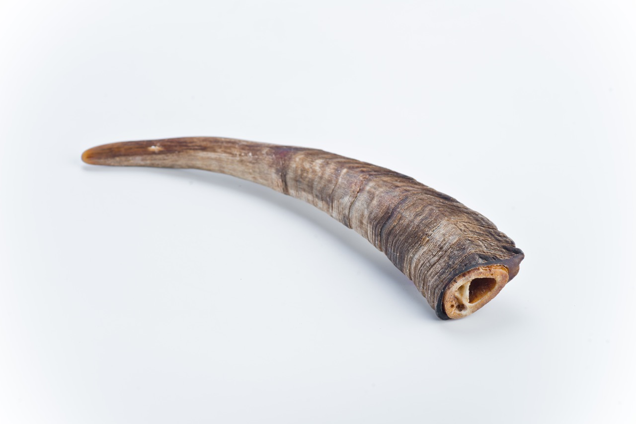 Goat horn 